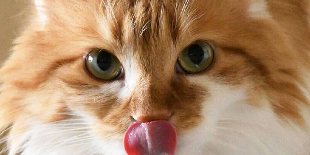 Kediler neden kendini yalar? Asıl sebep belli oldu: Sadece hijyen değilmiş! 3